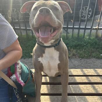 Arwin -  Pit Bull Terrier Dog for Adoption in Buffalo, New York - Arwin | PetCurious