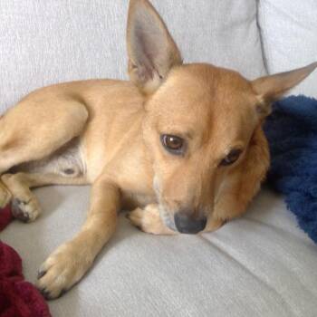 Nelly -  Mixed Breed Dog for Adoption in Jupiter, Florida - Nelly | PetCurious