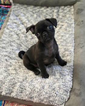 Pug Dogs Available for Adoption - Pippa | PetCurious