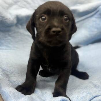 Terrier and Mixed Breed Dogs Available for Adoption - PANTHER | PetCurious