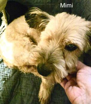 Mimi -  Maltese and Mixed Breed Dog for Adoption in Severance, Colorado - Mimi | PetCurious