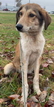 Rescue Collie and Shepherd Dogs for Adoption in Sullivan, Indiana - Gameboy | PetCurious