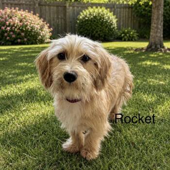 Rocket -  Cairn Terrier Dog for Adoption in Lakewood Ranch, Florida - Rocket | PetCurious