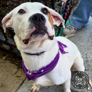 Boxer Dogs Available for Adoption - Jordon | PetCurious