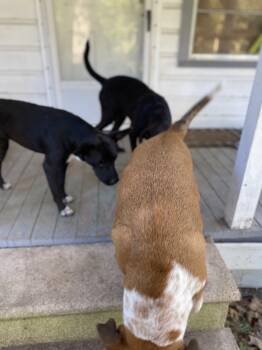 Rescue Mixed Breed Dogs for Adoption in Spring, Texas - Raven | PetCurious