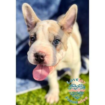 Reggie -  French Bulldog Dog for Adoption in Inglewood, California - Reggie | PetCurious