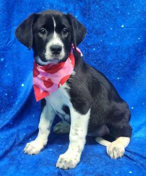 Hound and Labrador Retriever Dogs Available for Adoption - 260304  Beamer | PetCurious