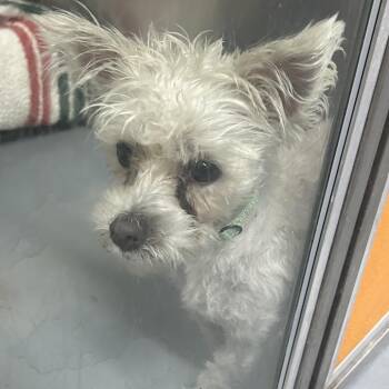 RUFUS -  West Highland White Terrier Westie and Mixed Breed Dog for Adoption in Richmond, California - RUFUS | PetCurious