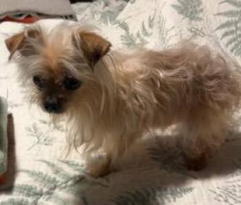 Tika -  Chihuahua and Yorkshire Terrier Dog for Adoption in Wekiwa Springs, Florida - Tika | PetCurious
