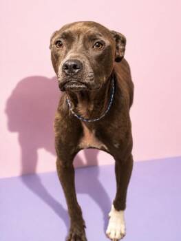 MALI -  Mixed Breed Dog for Adoption in Jacksonville, Florida - MALI | PetCurious