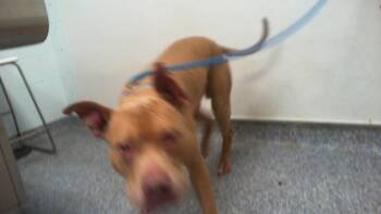 A1269491 -  Pit Bull Terrier Dog for Adoption in Charlotte, North Carolina - A1269491 | PetCurious