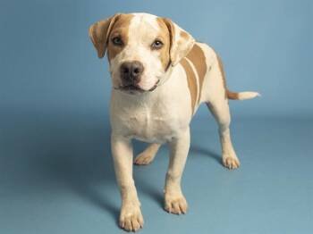 CISCO -  Pit Bull Terrier Dog for Adoption in Phoenix, Arizona - CISCO | PetCurious