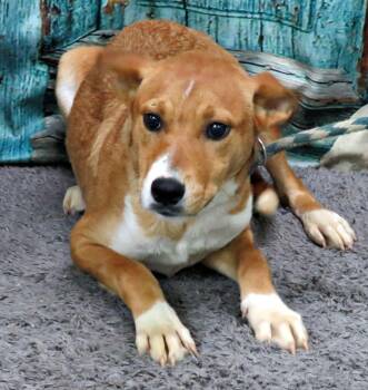 Cole -  Labrador Retriever and Husky Dog for Adoption in Lexington, Virginia - Cole | PetCurious