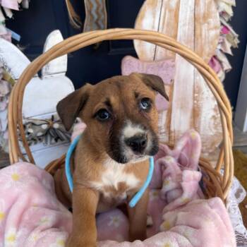 Mixed Breed Dogs Available for Adoption in Huntsville, Alabama - Dory | PetCurious