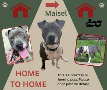 Rescue Pit Bull Terrier Dogs for Adoption in Lindsay, California - *Masiel* HOME TO HOME | PetCurious