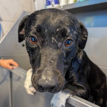 Palmer -  Pit Bull Terrier Dog for Adoption in Houston, Texas - Palmer | PetCurious