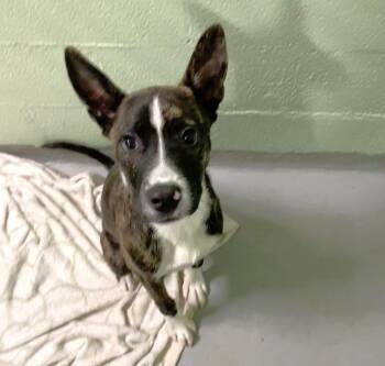 Mixed Breed Dogs Available for Adoption in Durham, North Carolina - Yoshi | PetCurious