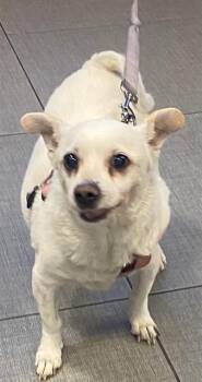 PENNY -  Chihuahua Dog for Adoption in Rancho Cucamonga, California - PENNY | PetCurious