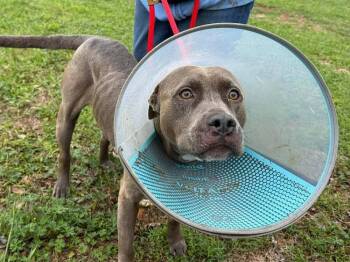 American Bulldog Dogs Available for Adoption - Frank | PetCurious