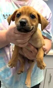Boxer and Mixed Breed Dogs Available for Adoption in Morristown, New Jersey - Soy | PetCurious