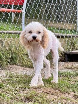Wilma -  Cavachon Dog for Adoption in New Stanton, Pennsylvania - Wilma | PetCurious
