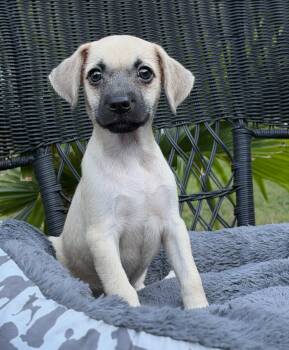 Toaster -  Mixed Breed Dog for Adoption in Mount Pleasant, South Carolina - Toaster | PetCurious