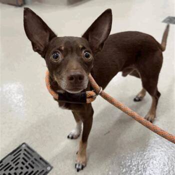 Fondu -  Chihuahua Dog for Adoption in Houston, Texas - Fondu | PetCurious