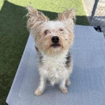 Terrier and Mixed Breed Dogs Available for Adoption in Long Beach, California - Cubby | PetCurious