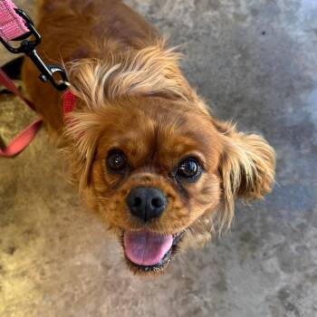 Lily -  Cocker Spaniel and Cavalier King Charles Spaniel Dog for Adoption in Riverwoods, Illinois - Lily | PetCurious