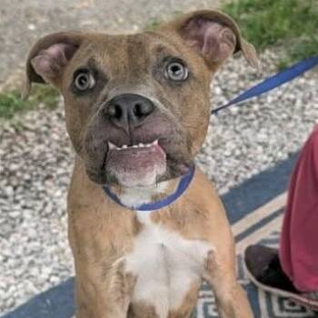 Gypsy -  Boxer Dog for Adoption in Melbourne, Kentucky - Gypsy | PetCurious