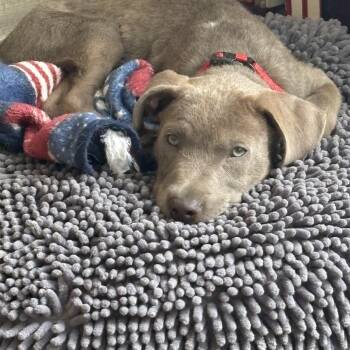 Mack -  Weimaraner Dog for Adoption in Brentwood, Tennessee - Mack | PetCurious
