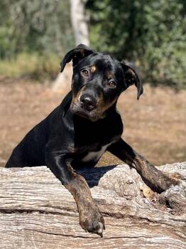 Rottweiler and Catahoula Leopard Dog Dogs Available for Adoption in Jamestown, California - Ringo | PetCurious