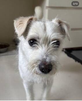 MONA -  Jack Russell Terrier and Terrier Dog for Adoption in Agoura Hills, California - MONA | PetCurious