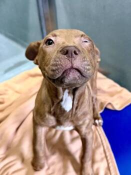 Levitta -  Pit Bull Terrier and Mixed Breed Dog for Adoption in New Orleans, Louisiana - Levitta | PetCurious