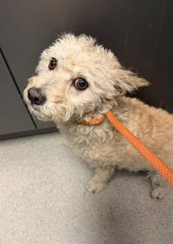 SOPHIA -  Terrier and Mixed Breed Dog for Adoption in Ontario, California - SOPHIA | PetCurious