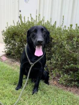 Trip -  German Shepherd Dog and Golden Retriever Dog for Adoption in Brunswick, Georgia - Trip | PetCurious