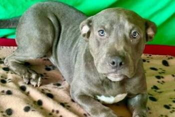 Taco -  Mixed Breed Dog for Adoption in Westland, Michigan - Taco | PetCurious