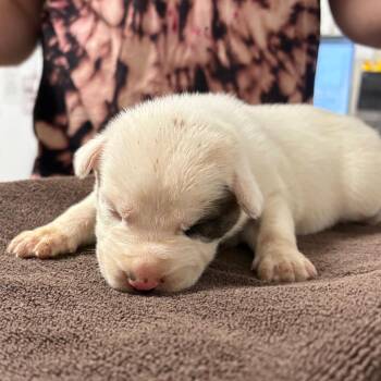 Cherry -  Husky and Mixed Breed Dog for Adoption in Yuma, Arizona - Cherry | PetCurious