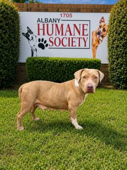 Sassy -  Mixed Breed Dog for Adoption in Albany, Georgia - Sassy | PetCurious