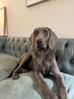 Weimaraner Dogs Available for Adoption - Waylon | PetCurious