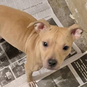 Pit Bull Terrier Dogs Available for Adoption in Manchester, Connecticut - Sassafras | PetCurious