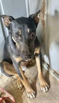 Rescue Shepherd Dogs for Adoption in Manchester, Connecticut - Koda | PetCurious