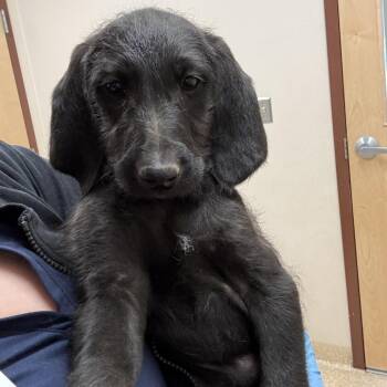 Poodle and Weimaraner Dogs Available for Adoption in Reno, Nevada - Mabel | PetCurious