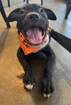 Barley -  Hound Dog for Adoption in Lambertville, New Jersey - Barley | PetCurious