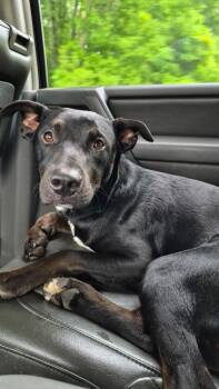 Hagen Boswell -  Pit Bull Terrier and Terrier Dog for Adoption in Chatham, Virginia - Hagen Boswell | PetCurious