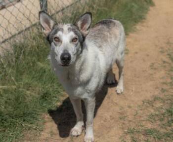 Ashley -  Husky and Mixed Breed Dog for Adoption in Balch Springs, Texas - Ashley | PetCurious