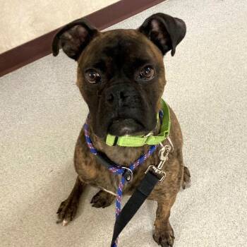 Tobey -  Boxer Dog for Adoption in Ballston Spa, New York - Tobey | PetCurious