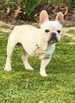French Bulldog Dogs Available for Adoption - Asher | PetCurious
