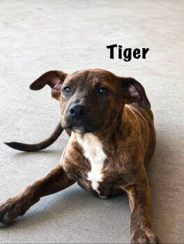 Tiger -  Pit Bull Terrier Dog for Adoption in Senatobia, Mississippi - Tiger | PetCurious