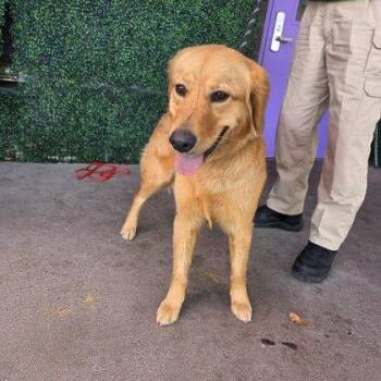Golden Retriever and Mixed Breed Dogs Available for Adoption - 60747522 | PetCurious